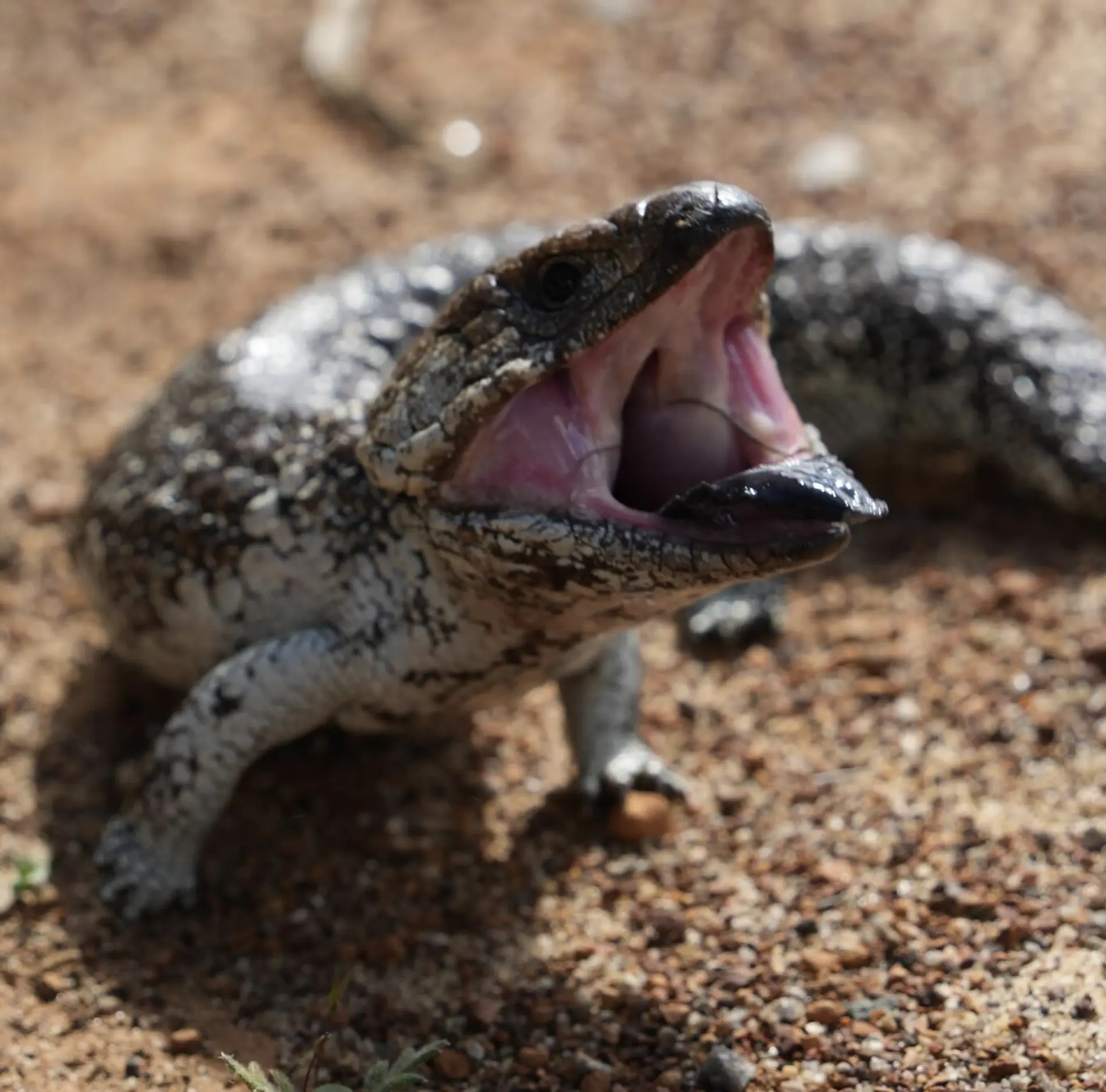 Western Australia Wildlife